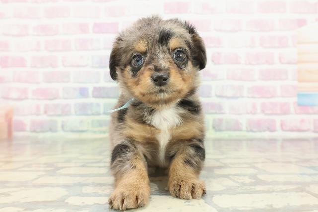 埼玉県のチワックス(チワワ×ダックス) (Coo&RIKU草加バイパス店/2025年12月2日生まれ/男の子/シルバーダップル)の子犬の1枚目の画像