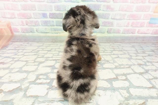 埼玉県のチワックス(チワワ×ダックス) (Coo&RIKU草加バイパス店/2025年12月2日生まれ/男の子/シルバーダップル)の子犬の4枚目の画像