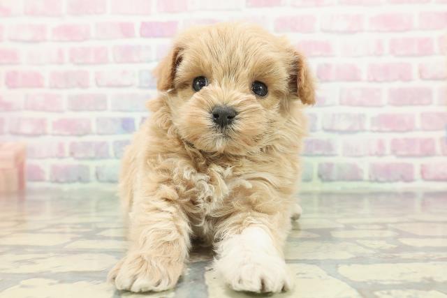 埼玉県のマルプー(マルチーズ×プードル) (Coo&RIKU春日部店/2025年12月7日生まれ/女の子/アプリコットホワイト)の子犬の1枚目の画像