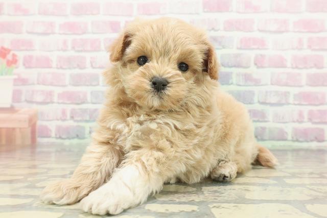 埼玉県のマルプー(マルチーズ×プードル) (Coo&RIKU春日部店/2025年12月7日生まれ/女の子/アプリコットホワイト)の子犬の2枚目の画像