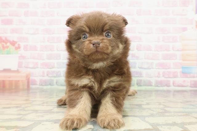 東京都のポメチワ/チワポメ/ポメチー(ポメラニアン×チワワ) (Coo&RIKU八王子西店/2025年12月6日生まれ/男の子/チョコレートタン)の子犬
