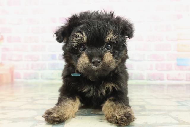 神奈川県のチワプー/プーチー(チワワ×プードル) (Coo&RIKU日吉店/2025年12月8日生まれ/男の子/ブラックタン)の子犬の1枚目の画像