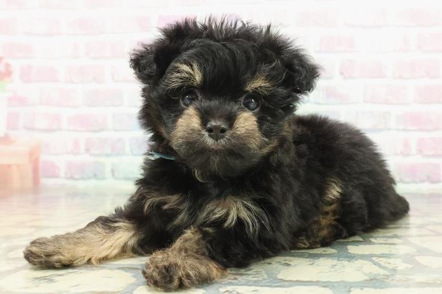 神奈川県のチワプー/プーチー(チワワ×プードル) (Coo&RIKU日吉店/2025年12月8日生まれ/男の子/ブラックタン)の子犬の2枚目の画像