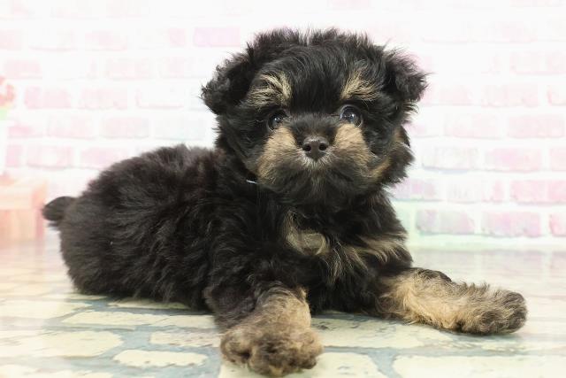 神奈川県のチワプー/プーチー(チワワ×プードル) (Coo&RIKU日吉店/2025年12月8日生まれ/男の子/ブラックタン)の子犬の3枚目の画像