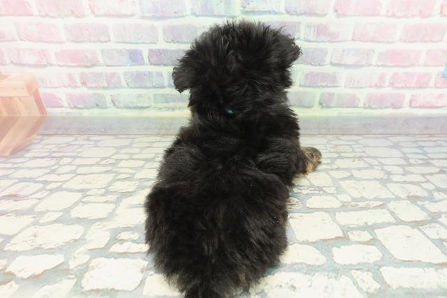 神奈川県のチワプー/プーチー(チワワ×プードル) (Coo&RIKU日吉店/2025年12月8日生まれ/男の子/ブラックタン)の子犬の4枚目の画像