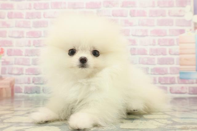 東京都のポメラニアン (Coo&RIKU吉祥寺店/2025年12月8日生まれ/女の子/クリーム)の子犬の2枚目の画像