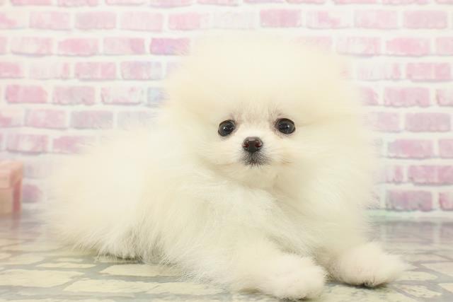 東京都のポメラニアン (Coo&RIKU吉祥寺店/2025年12月8日生まれ/女の子/クリーム)の子犬の3枚目の画像