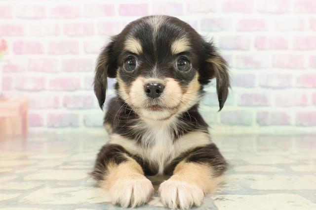 東京都のチワックス(チワワ×ダックス) (Coo&RIKU福生店/2025年12月8日生まれ/女の子/ブラックタンホワイト)の子犬の1枚目の画像