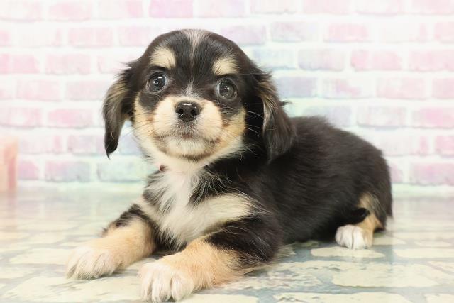 東京都のチワックス(チワワ×ダックス) (Coo&RIKU福生店/2025年12月8日生まれ/女の子/ブラックタンホワイト)の子犬の2枚目の画像