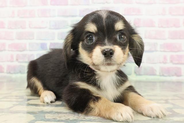 東京都のチワックス(チワワ×ダックス) (Coo&RIKU福生店/2025年12月8日生まれ/女の子/ブラックタンホワイト)の子犬の3枚目の画像