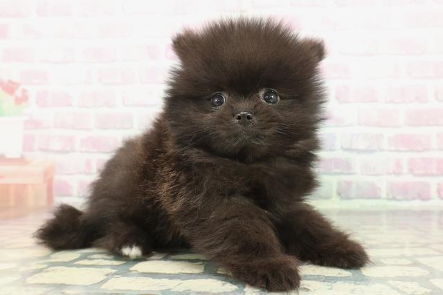 東京都のポメラニアン (Coo&RIKU吉祥寺店/2025年12月8日生まれ/男の子/ブラック)の子犬の3枚目の画像