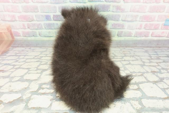 東京都のポメラニアン (Coo&RIKU吉祥寺店/2025年12月8日生まれ/男の子/ブラック)の子犬の4枚目の画像