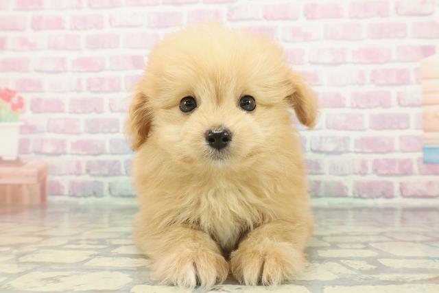 埼玉県のポメプー(ポメラニアン×プードル) (Coo&RIKU大宮店/2025年12月6日生まれ/男の子/アプリコット)の子犬の1枚目の画像