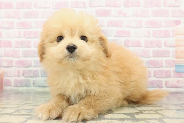 埼玉県のポメプー(ポメラニアン×プードル) (Coo&RIKU大宮店/2025年12月6日生まれ/男の子/アプリコット)の子犬の2枚目の画像