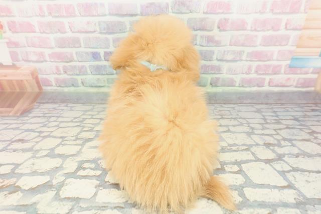 埼玉県のポメプー(ポメラニアン×プードル) (Coo&RIKU大宮店/2025年12月6日生まれ/男の子/アプリコット)の子犬の4枚目の画像