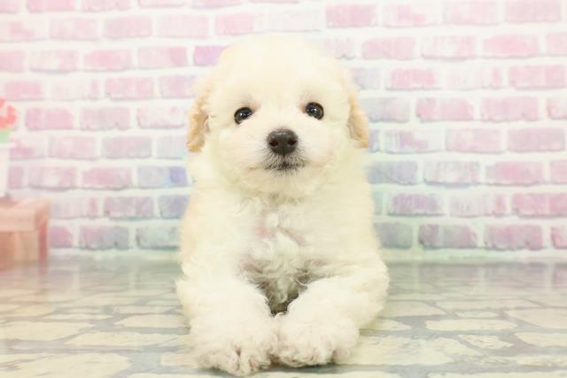 東京都のトイプードル(トイ) (Coo&RIKU中野サンモール店/2025年12月8日生まれ/女の子/クリーム)の子犬の1枚目の画像