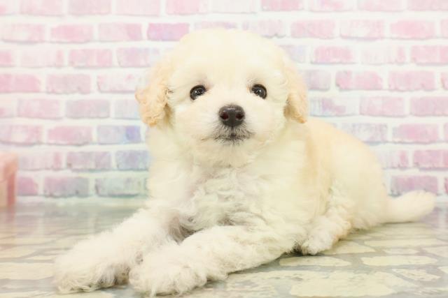 東京都のトイプードル(トイ) (Coo&RIKU中野サンモール店/2025年12月8日生まれ/女の子/クリーム)の子犬の2枚目の画像