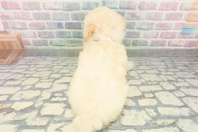 東京都のトイプードル(トイ) (Coo&RIKU中野サンモール店/2025年12月8日生まれ/女の子/クリーム)の子犬の4枚目の画像