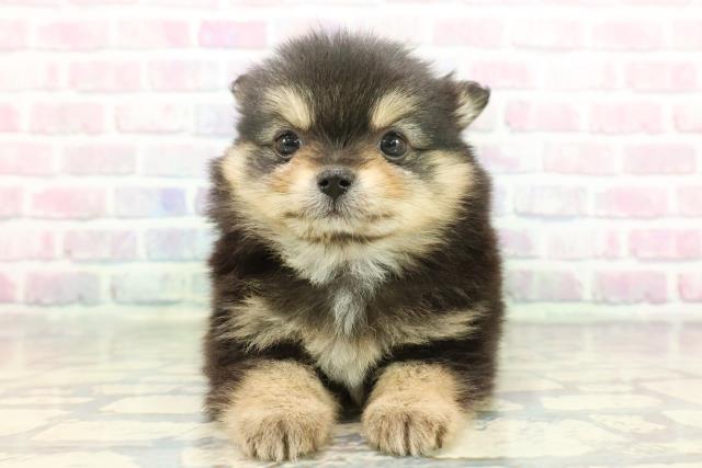 東京都のポメチワ/チワポメ/ポメチー(ポメラニアン×チワワ) (Coo&RIKU府中店/2025年12月6日生まれ/女の子/ブラックタン)の子犬の1枚目の画像