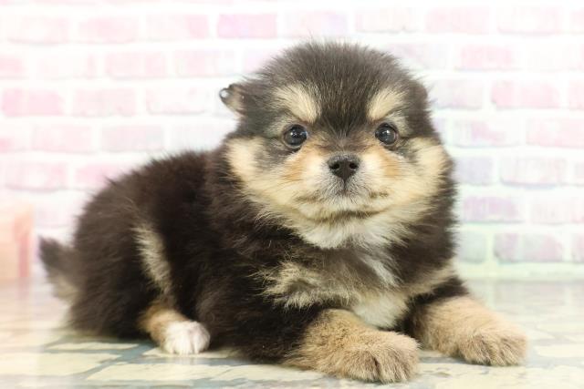 東京都のポメチワ/チワポメ/ポメチー(ポメラニアン×チワワ) (Coo&RIKU府中店/2025年12月6日生まれ/女の子/ブラックタン)の子犬の3枚目の画像