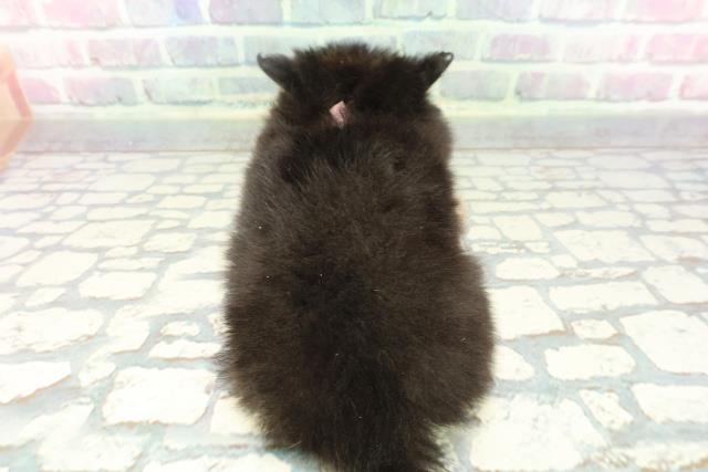 東京都のポメチワ/チワポメ/ポメチー(ポメラニアン×チワワ) (Coo&RIKU府中店/2025年12月6日生まれ/女の子/ブラックタン)の子犬の4枚目の画像