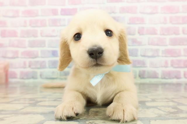 ミニチュア・ダックスフンド