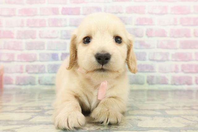 ミニチュア・ダックスフンド