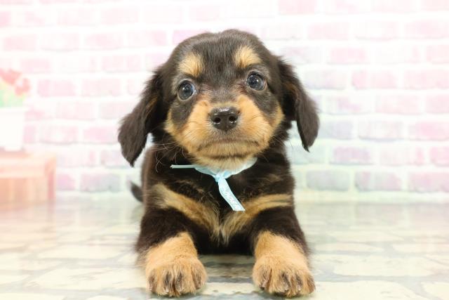 埼玉県のチワックス(チワワ×ダックス) (Coo&RIKUヤオコー幸手店/2025年12月8日生まれ/男の子/ブラックタン)の子犬の1枚目の画像