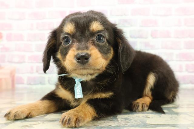 埼玉県のチワックス(チワワ×ダックス) (Coo&RIKUヤオコー幸手店/2025年12月8日生まれ/男の子/ブラックタン)の子犬の2枚目の画像