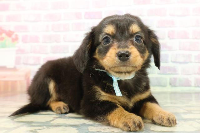 埼玉県のチワックス(チワワ×ダックス) (Coo&RIKUヤオコー幸手店/2025年12月8日生まれ/男の子/ブラックタン)の子犬の3枚目の画像