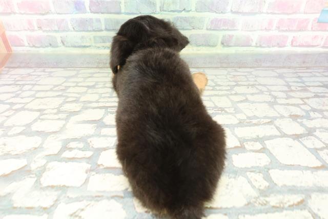 埼玉県のチワックス(チワワ×ダックス) (Coo&RIKUヤオコー幸手店/2025年12月8日生まれ/男の子/ブラックタン)の子犬の4枚目の画像