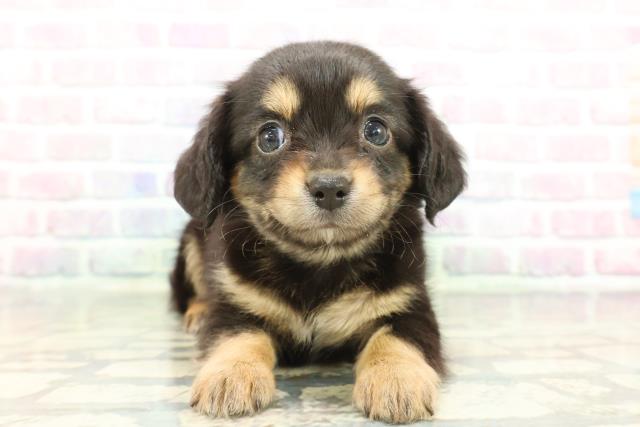 神奈川県のチワックス(チワワ×ダックス) (Coo&RIKU相模原店/2025年12月8日生まれ/男の子/ブラックタン)の子犬の1枚目の画像