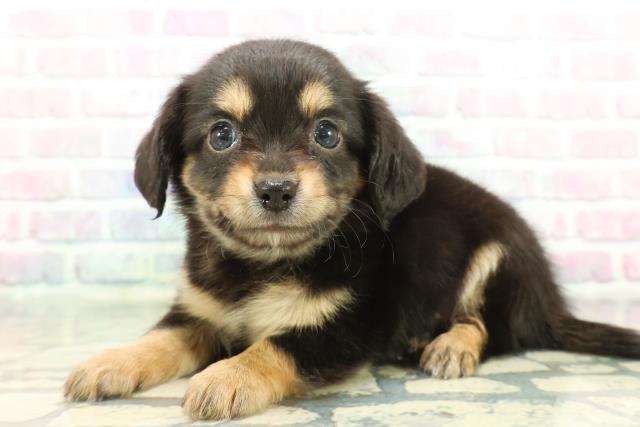 神奈川県のチワックス(チワワ×ダックス) (Coo&RIKU相模原店/2025年12月8日生まれ/男の子/ブラックタン)の子犬の2枚目の画像