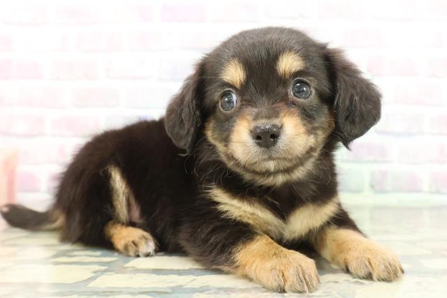 神奈川県のチワックス(チワワ×ダックス) (Coo&RIKU相模原店/2025年12月8日生まれ/男の子/ブラックタン)の子犬の3枚目の画像