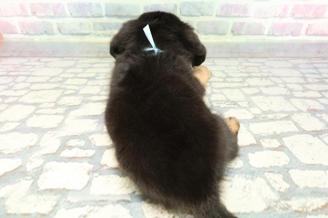 神奈川県のチワックス(チワワ×ダックス) (Coo&RIKU相模原店/2025年12月8日生まれ/男の子/ブラックタン)の子犬の4枚目の画像