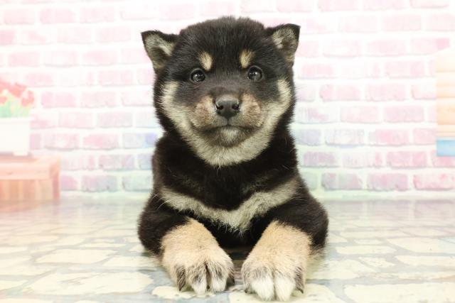 群馬県の柴犬(標準サイズ) (Coo&RIKU前橋店/2025年12月9日生まれ/男の子/黒)の子犬