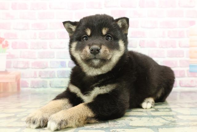 群馬県の柴犬(標準サイズ) (Coo&RIKU前橋店/2025年12月9日生まれ/男の子/黒)の子犬の2枚目の画像