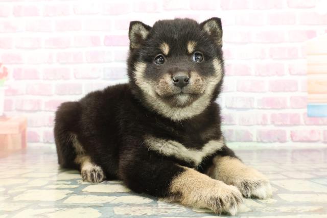 群馬県の柴犬(標準サイズ) (Coo&RIKU前橋店/2025年12月9日生まれ/男の子/黒)の子犬の3枚目の画像