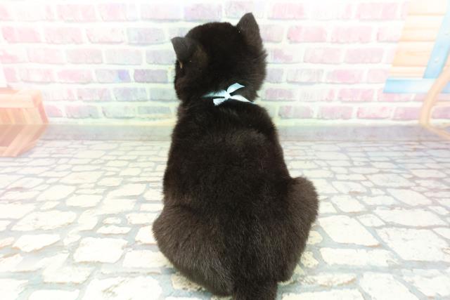 群馬県の柴犬(標準サイズ) (Coo&RIKU前橋店/2025年12月9日生まれ/男の子/黒)の子犬の4枚目の画像