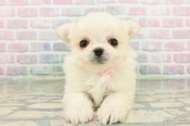 東京都のチワマル/マルチワ(チワワ×マルチーズ) (Coo&RIKU吉祥寺店/2025年12月8日生まれ/女の子/クリーム)の子犬の1枚目の画像