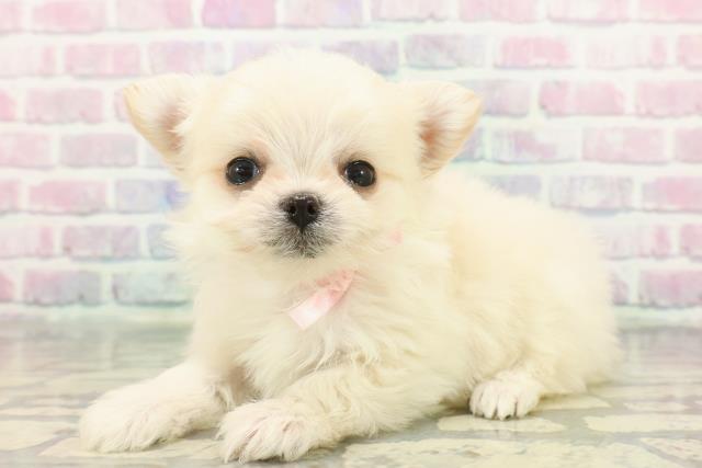 東京都のチワマル/マルチワ(チワワ×マルチーズ) (Coo&RIKU吉祥寺店/2025年12月8日生まれ/女の子/クリーム)の子犬の2枚目の画像
