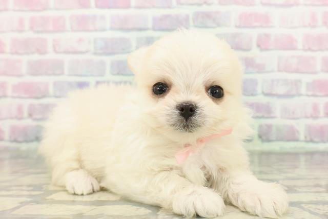 東京都のチワマル/マルチワ(チワワ×マルチーズ) (Coo&RIKU吉祥寺店/2025年12月8日生まれ/女の子/クリーム)の子犬の3枚目の画像
