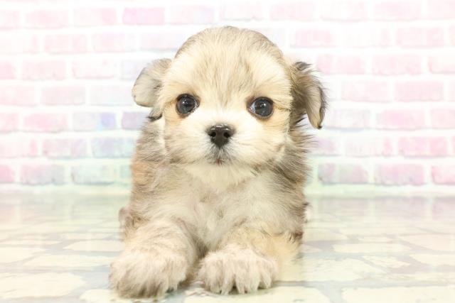 東京都のチワマル/マルチワ(チワワ×マルチーズ) (Coo&RIKU中野サンモール店/2025年12月8日生まれ/女の子/フォーン)の子犬の1枚目の画像