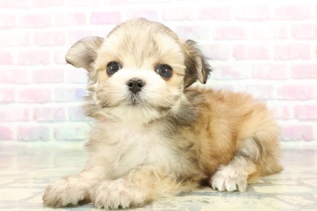 東京都のチワマル/マルチワ(チワワ×マルチーズ) (Coo&RIKU中野サンモール店/2025年12月8日生まれ/女の子/フォーン)の子犬の2枚目の画像