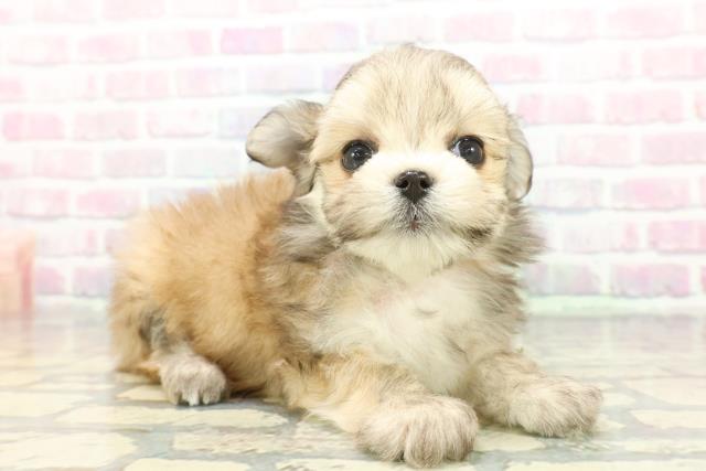 東京都のチワマル/マルチワ(チワワ×マルチーズ) (Coo&RIKU中野サンモール店/2025年12月8日生まれ/女の子/フォーン)の子犬の3枚目の画像