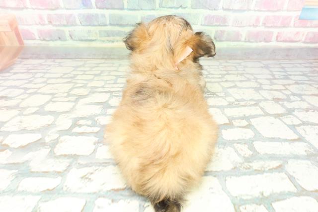 東京都のチワマル/マルチワ(チワワ×マルチーズ) (Coo&RIKU中野サンモール店/2025年12月8日生まれ/女の子/フォーン)の子犬の4枚目の画像