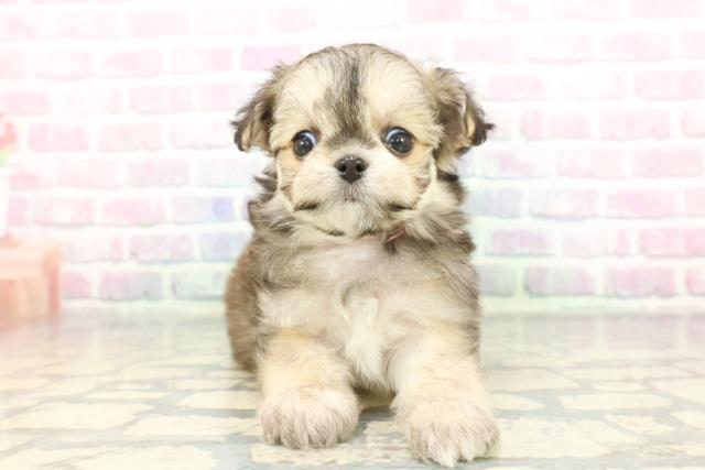 東京都のチワマル/マルチワ(チワワ×マルチーズ) (Coo&RIKU大久保店/2025年12月8日生まれ/女の子/フォーンセーブル)の子犬の1枚目の画像