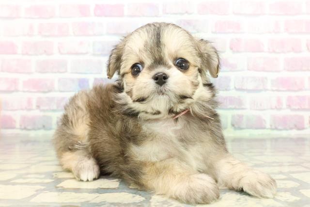 東京都のチワマル/マルチワ(チワワ×マルチーズ) (Coo&RIKU大久保店/2025年12月8日生まれ/女の子/フォーンセーブル)の子犬の3枚目の画像