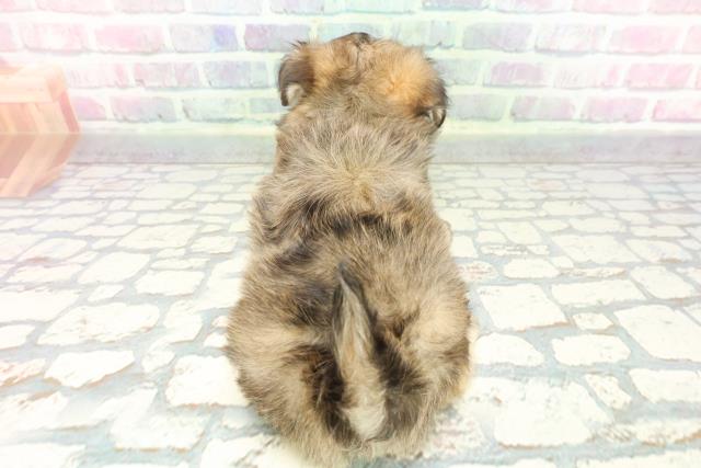 東京都のチワマル/マルチワ(チワワ×マルチーズ) (Coo&RIKU大久保店/2025年12月8日生まれ/女の子/フォーンセーブル)の子犬の4枚目の画像