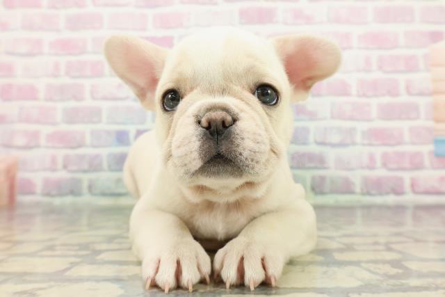北海道のフレンチブルドッグ (Coo&RIKU函館店/2025年12月5日生まれ/男の子/ホワイトクリーム)の子犬の1枚目の画像